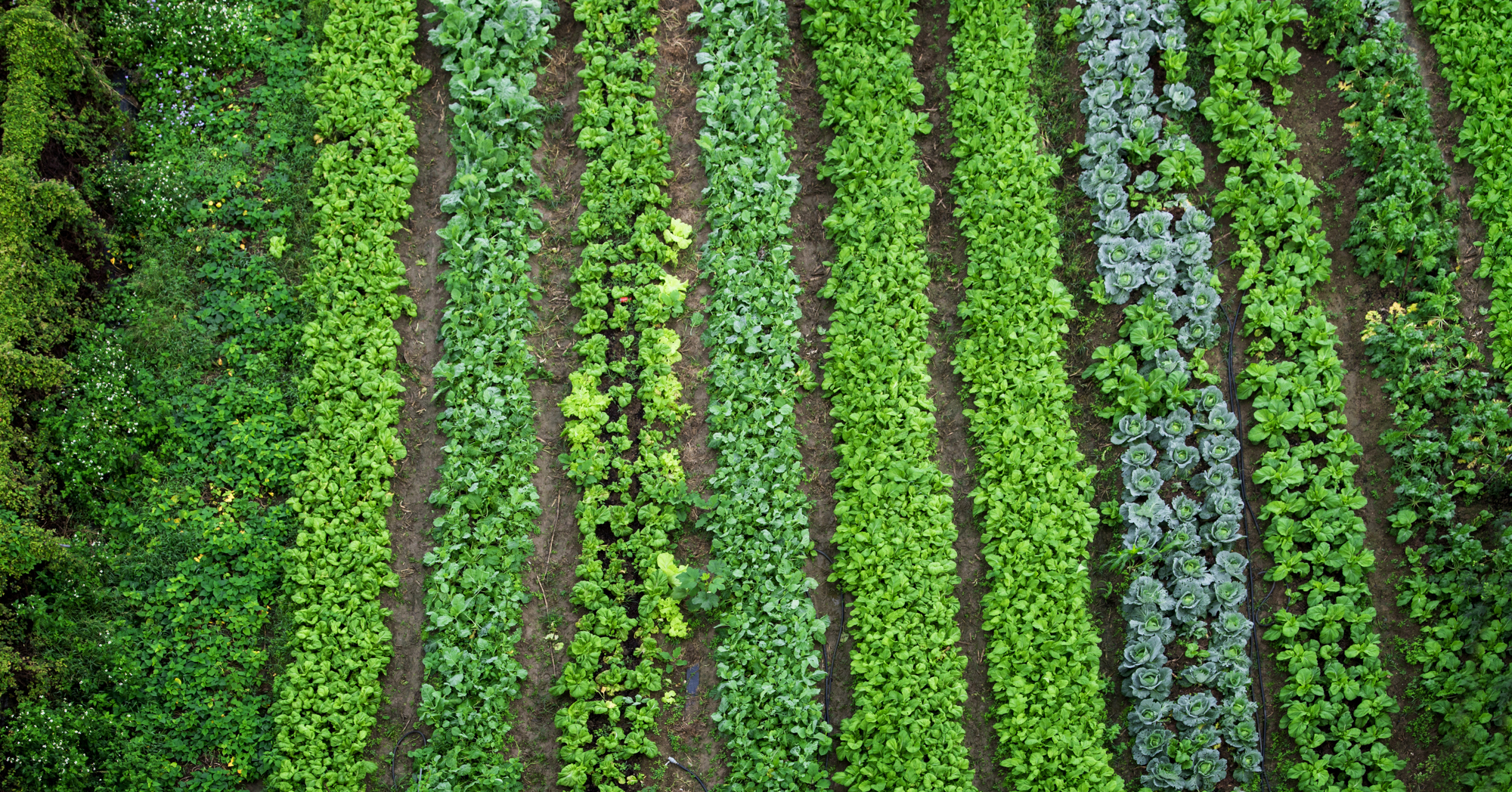 Adobe Stock Simon Tang vegetable garden rows overhead lots of plants