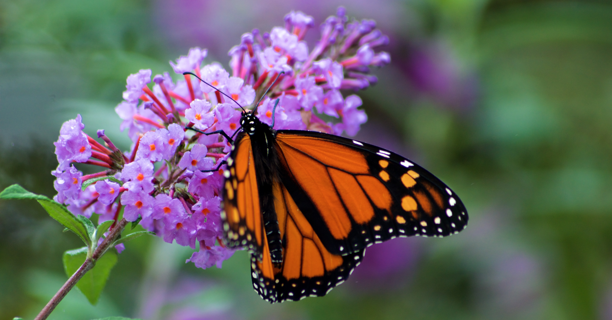 Adobe Stock Syncopated Photo monarch butterflies on purple butterfly bush