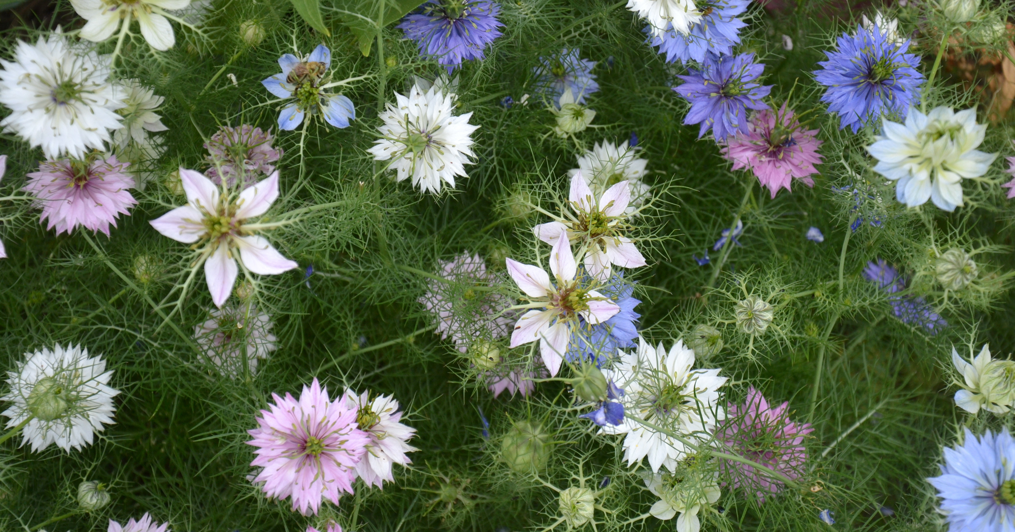 Adobe Stock Terezqua purple white blue pink nigella damascena flowers