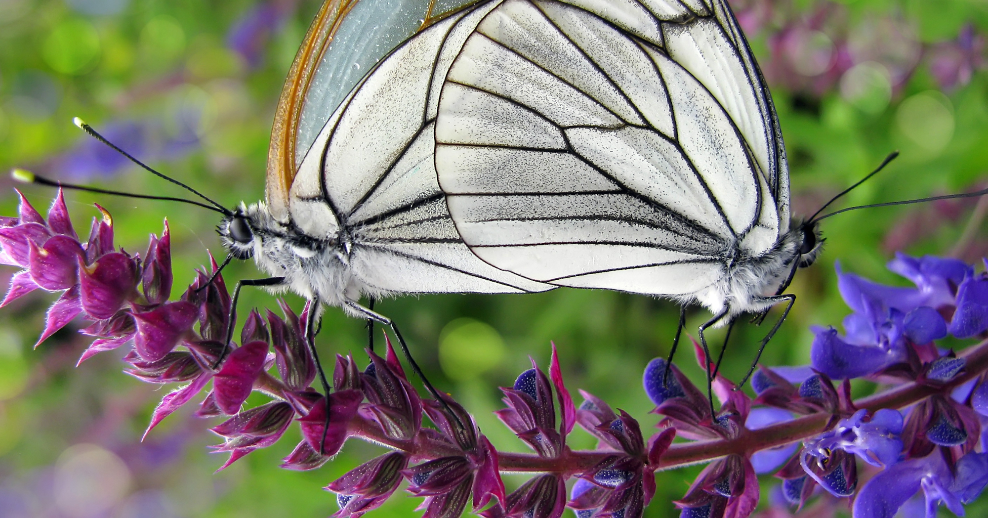 Adobe Stock Tmass aporia crataegi butterflies on purple salvia flowers