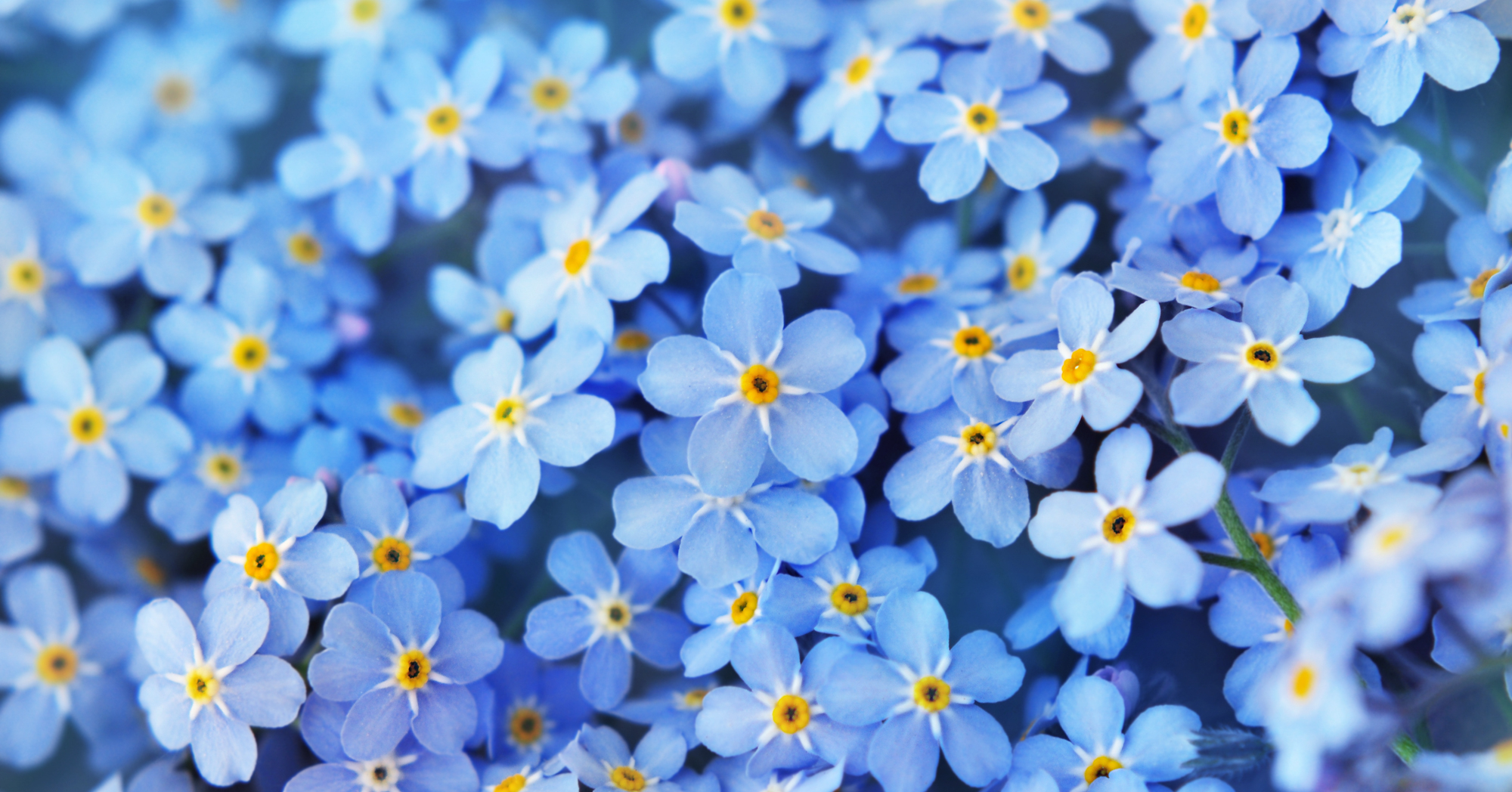 Adobe Stock Ulada blue forget me nots flowers myosotis small