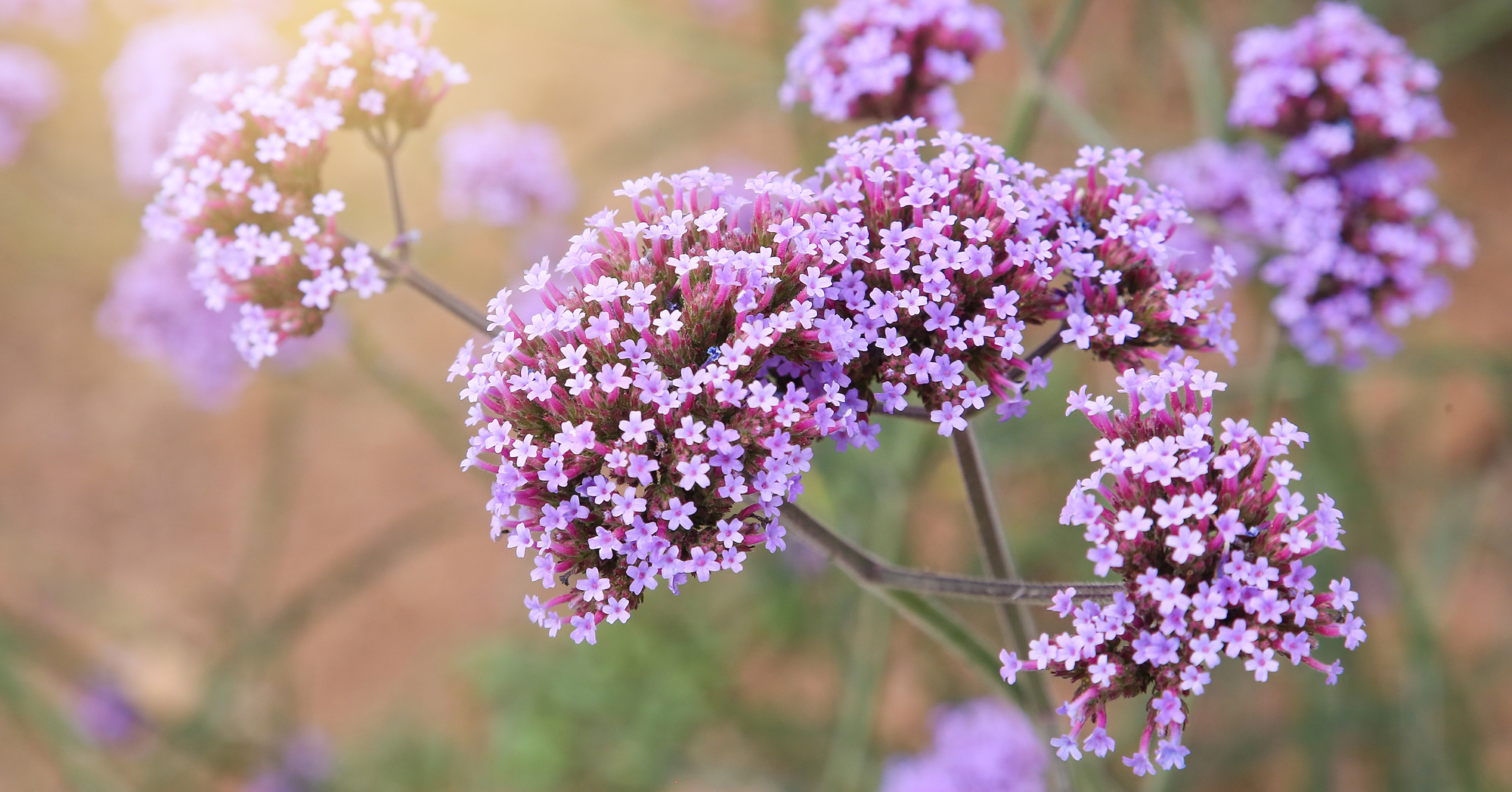 Adobe Stock Xiefei verbena flowers close up purple small