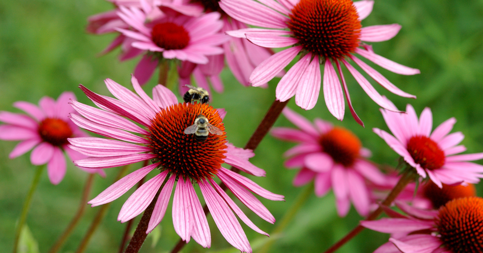 Adobe Stock Yanik Chauvin two bees on echinacea cone flower