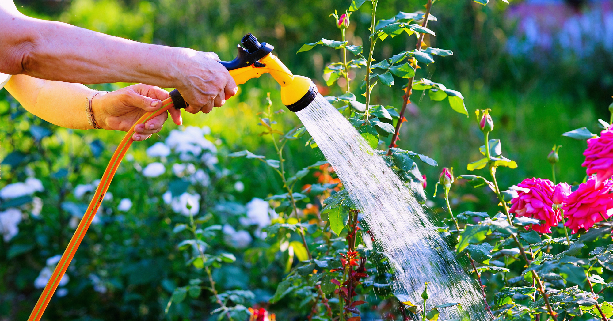 Adobe Stock Zoja woman watering roses with hose sprayer