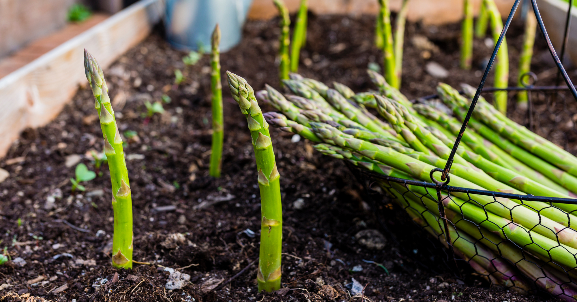 Adobe Stock iMarzi asparagus growing in soil garden basket