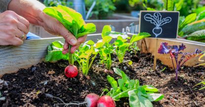 Adobe Stock iMarzi person pull up radish from soil in garden