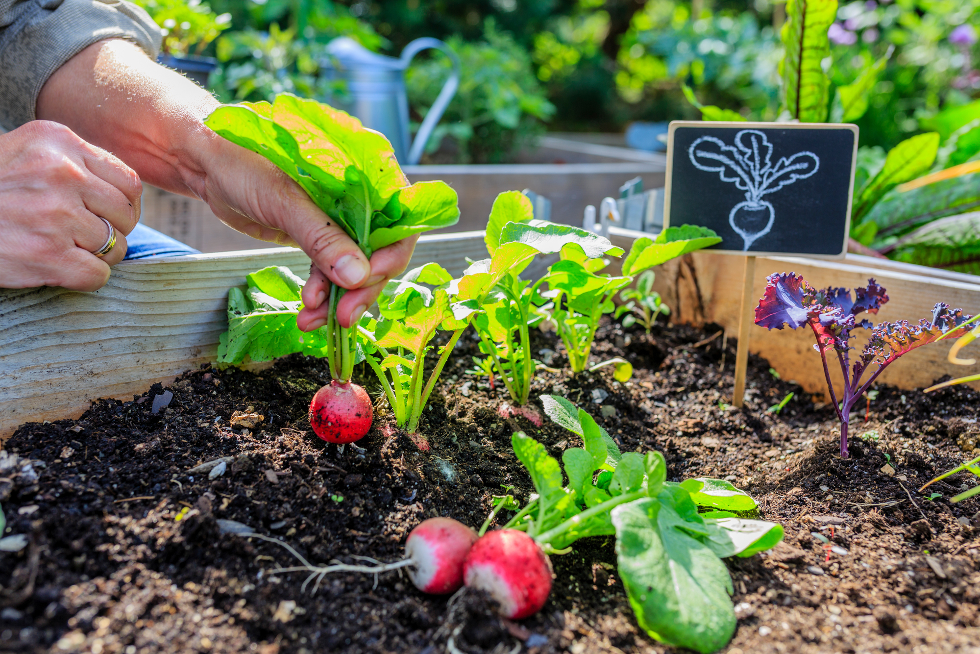 Adobe Stock iMarzi person pull up radish from soil in garden