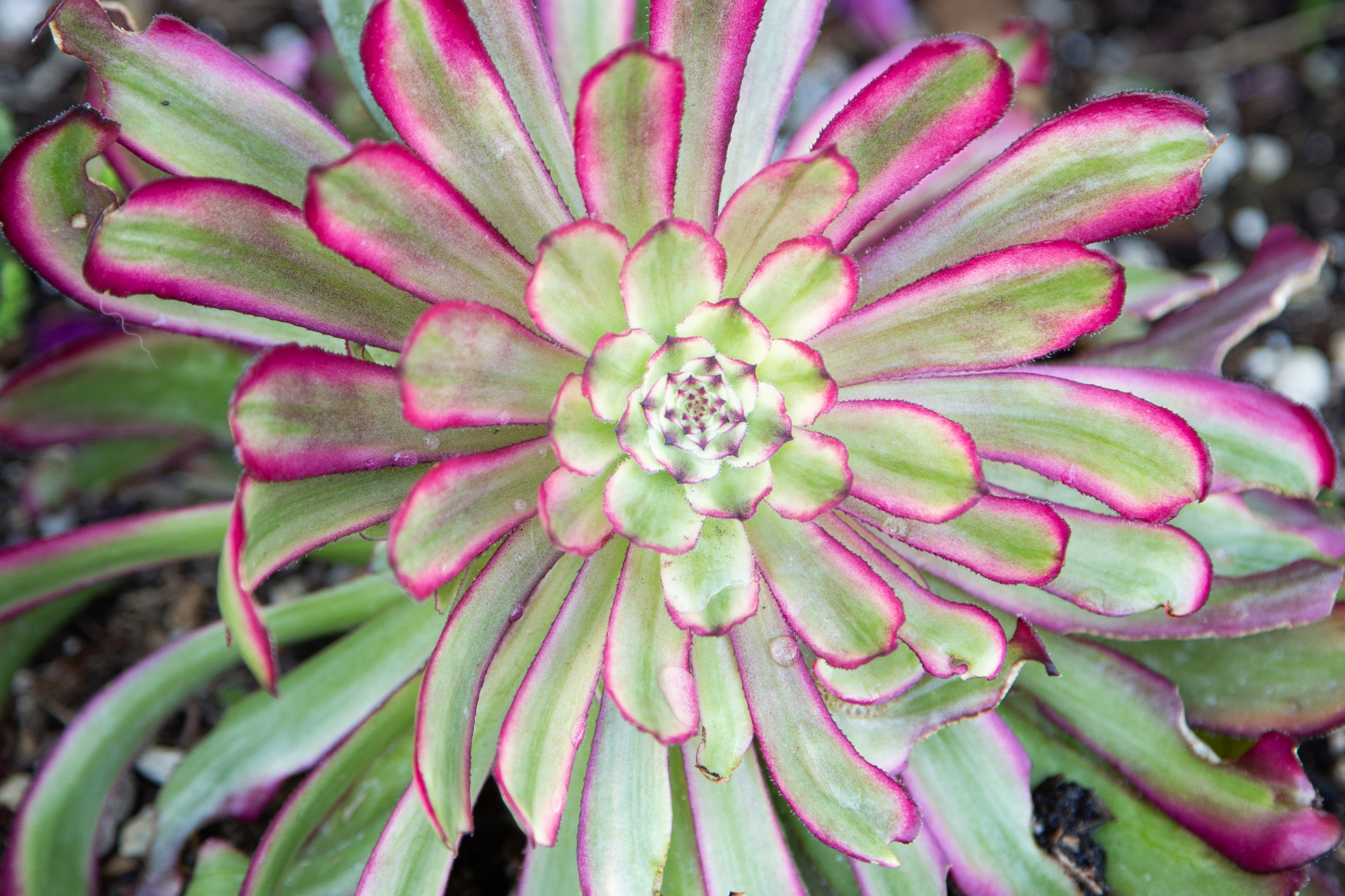 Aeonium mardi gras succulent close up