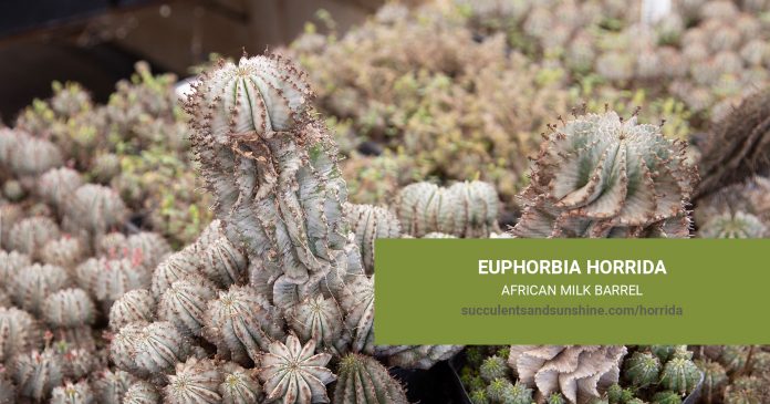 Euphorbia horrida African Milk Barrel care and propagation information