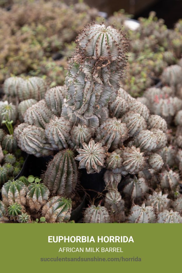 How to care for and propagate Euphorbia horrida African Milk Barrel