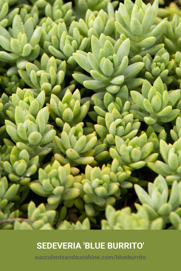 How to care for and propagate Sedeveria 'Blue Burrito'