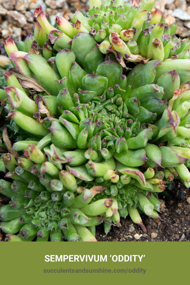 How to care for and propagate Sempervivum 'Oddity'