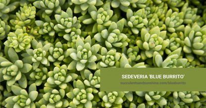 Sedeveria 'Blue Burrito' care and propagation information