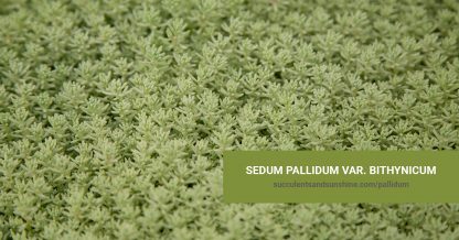 Sedum pallidum var. bithynicum care and propagation information