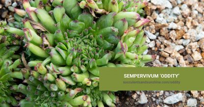 Sempervivum 'Oddity' care and propagation information