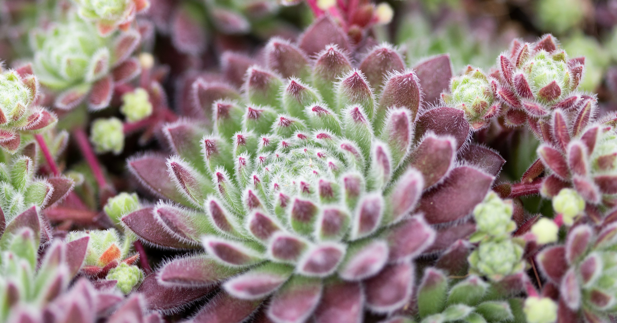 Sempervivum wendy cold hardy succulent