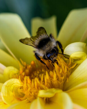 A bee on a yellow flower in close-up