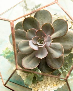 Green succulent in a glass pot in scandinavian style