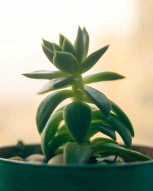 A tall succulent plant in a pot in the background and a window,