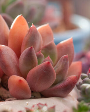 Echeveria Spica flowers succulent in sunlight