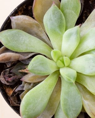 cropped-rotting-echeveria-succulent-mushy-leaves.jpg