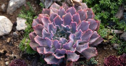 echeveria neon breakers purple succulent