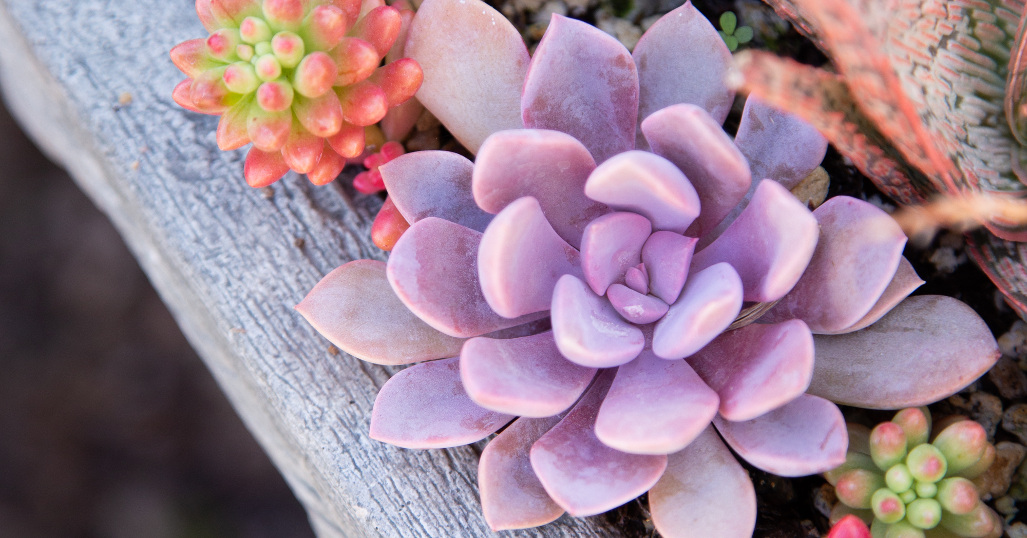 graptoveria debbie purple succulent