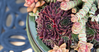 jeanne meadows garden sempervivum red orange succulents