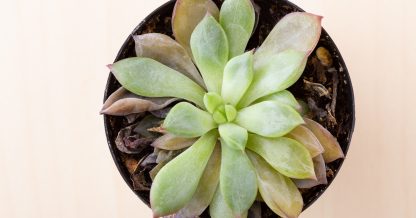 rotting echeveria succulent mushy leaves