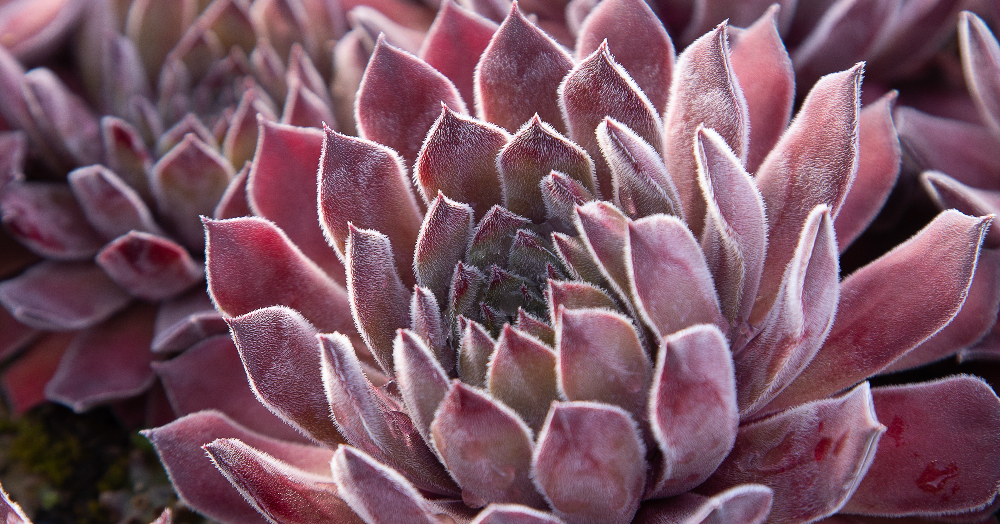 sempervivum neptune cold hardy succulent