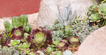 succulents aeoniums kalanchoe in a bird friendly garden cindy