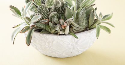 white pot with kalanchoe gasteria opuntia green