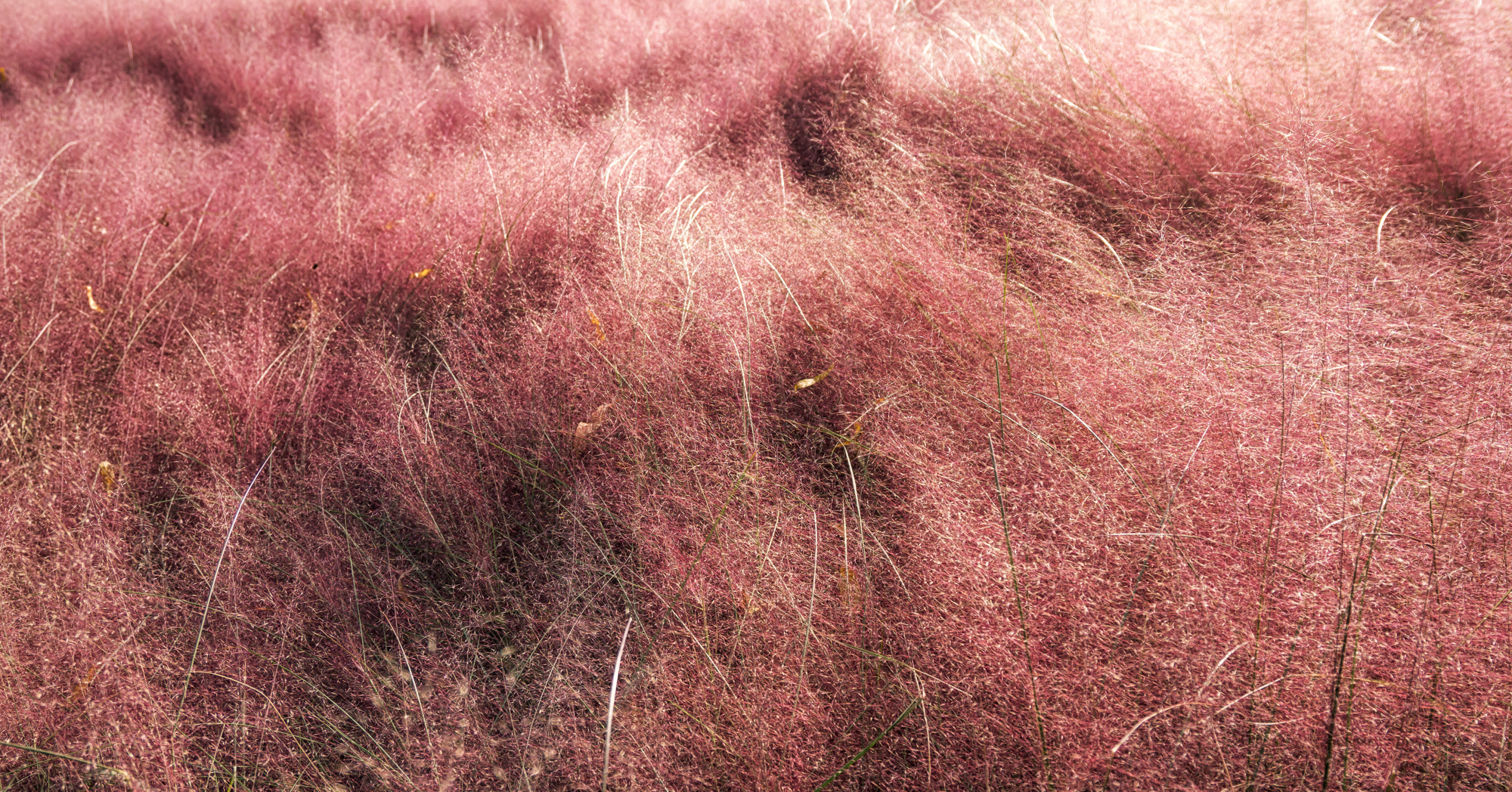 Adobe Stock Aaron90311 pink muhly grass