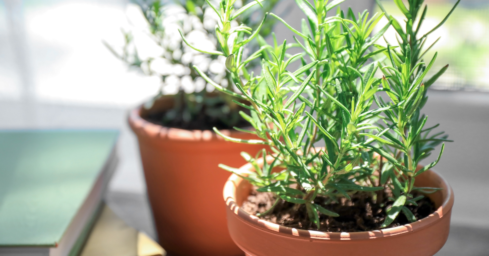 Adobe Stock Africa Studio rosemary herb potted terra cotta window