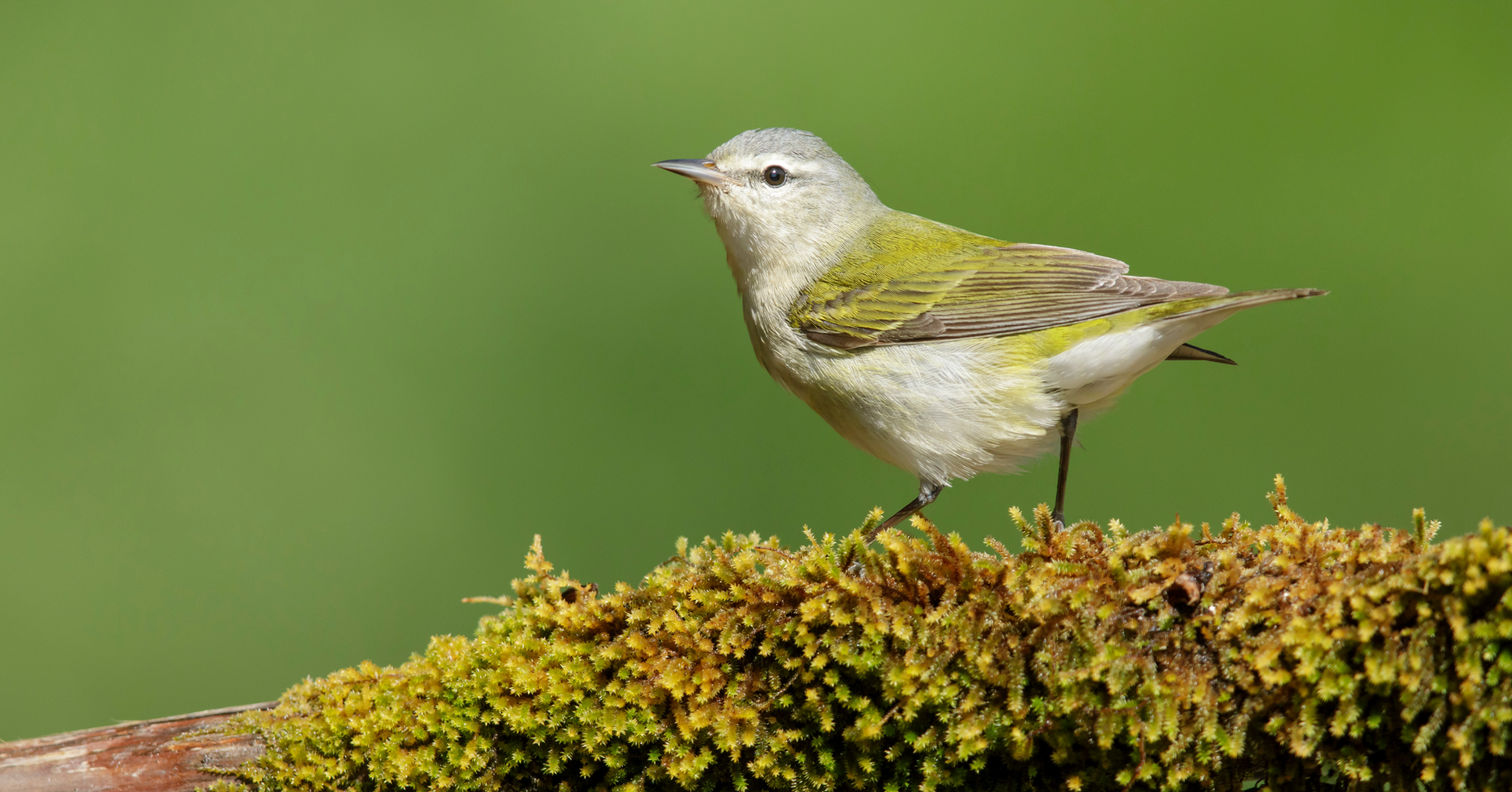 Adobe Stock Agami tennessee warbler leiothlypis peregrina on branch green silver bird