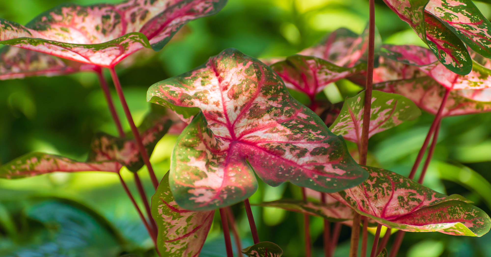 Adobe Stock Amy Buxton caladium plant pink green leaves