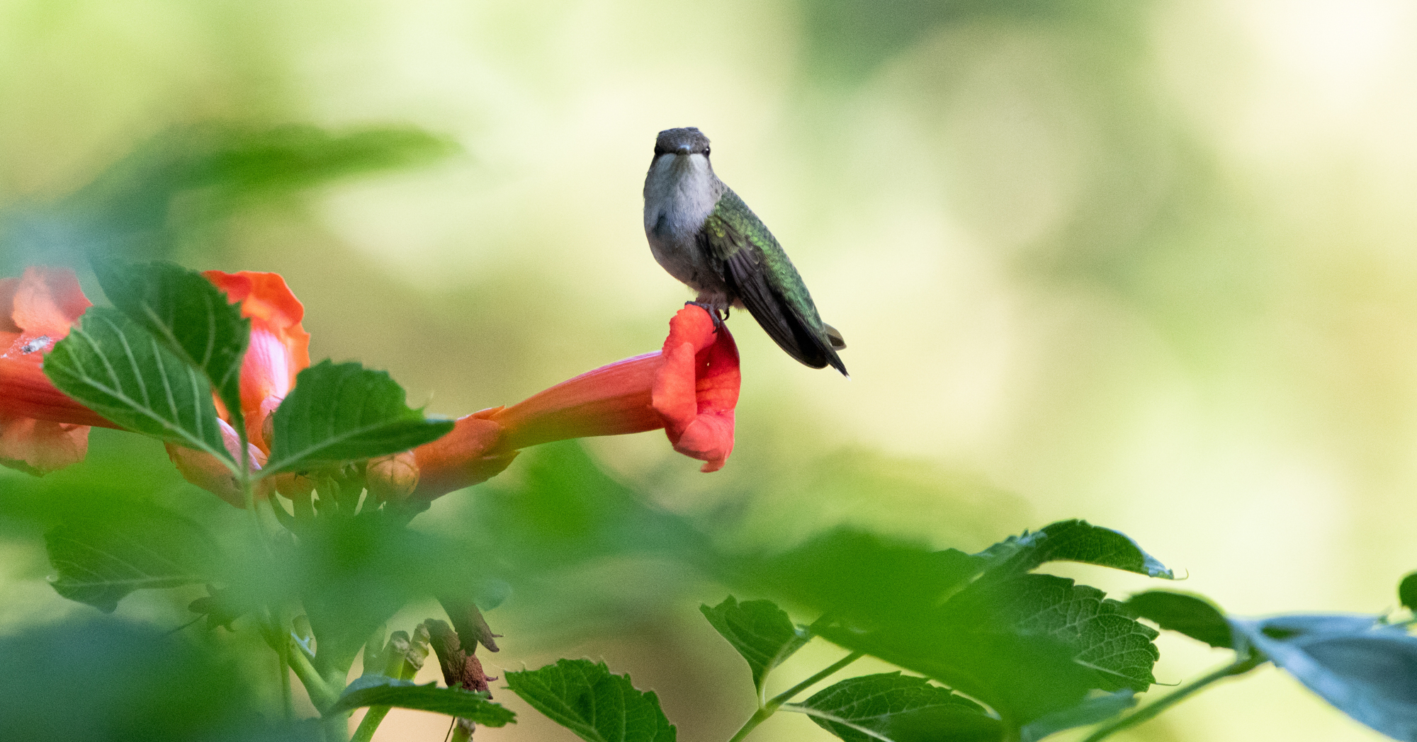 Adobe Stock ArmadilloGrafix hummingbird on red trumpet flower