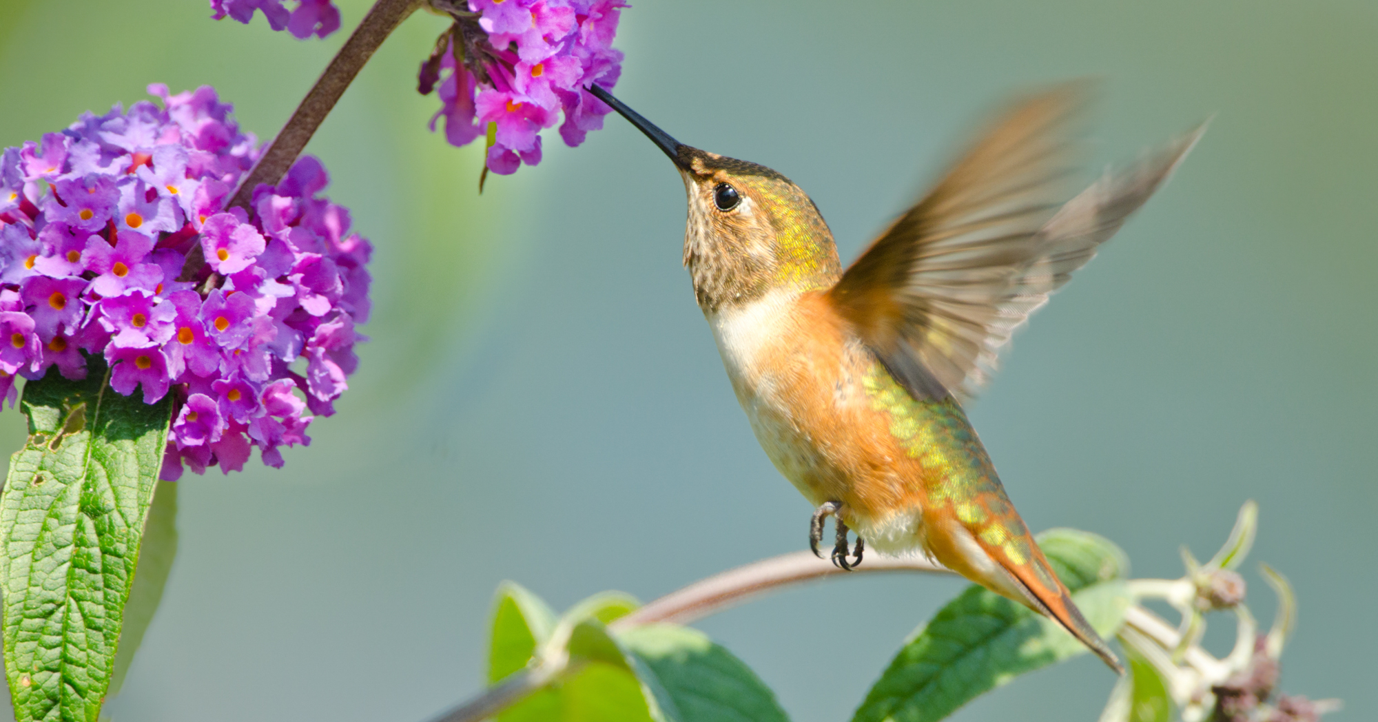 Adobe Stock Birdiegal butterfly bush purple flower rufous hummingbird