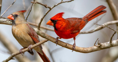 Adobe Stock Bonnie Taylor Barry carindal male female on branches in winter birds