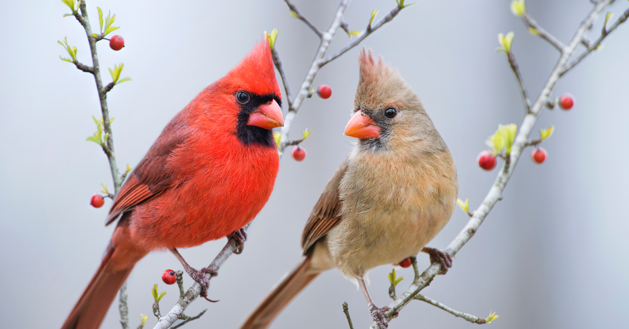 Adobe Stock Bonnie Taylor Barry two cardinal mates perched on holly branches red brown bird