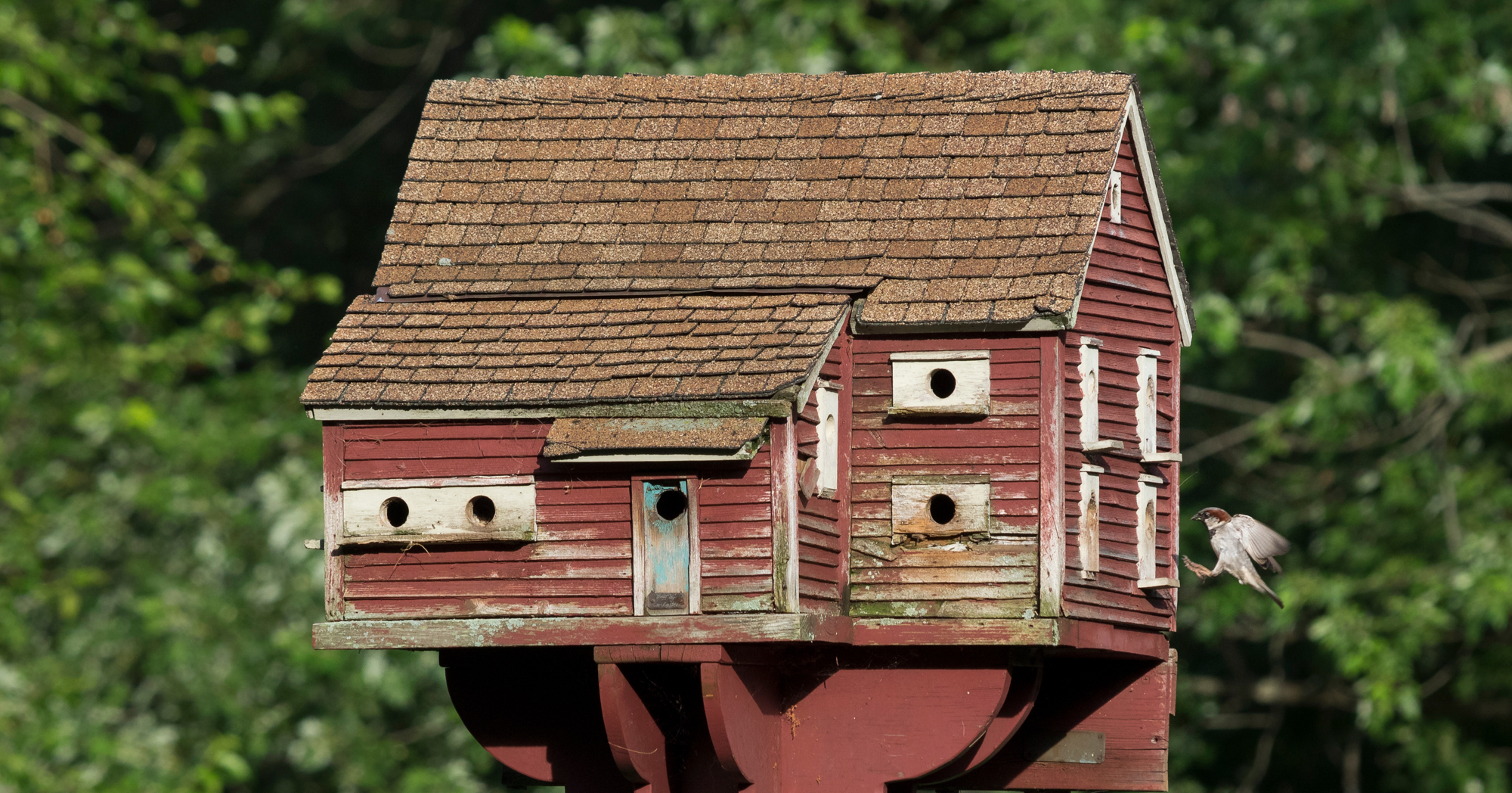 Adobe Stock Brandt Bolding barn style birdhouse red sparrow flying unique