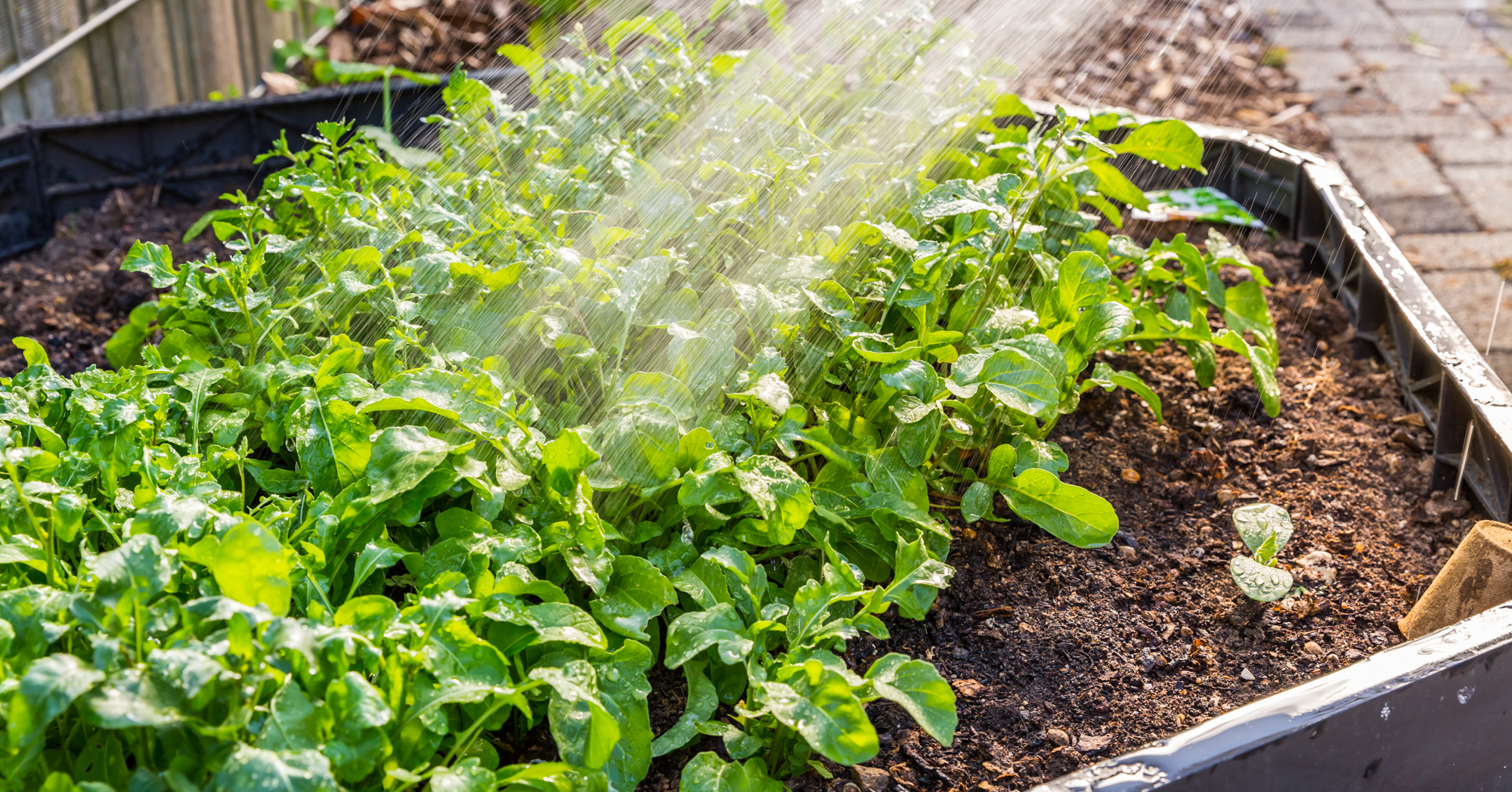 Adobe Stock Brebca watering plants vegetables rucola in raised bed garden