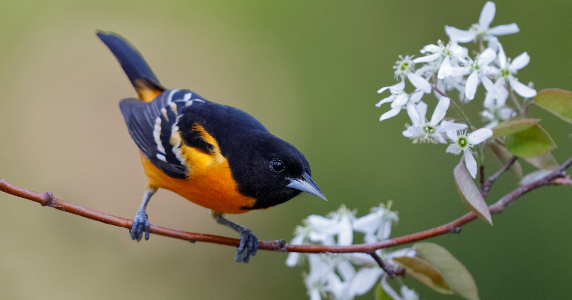 Adobe Stock Brian Lasenby male baltimore oriole branch white flower orange black bird