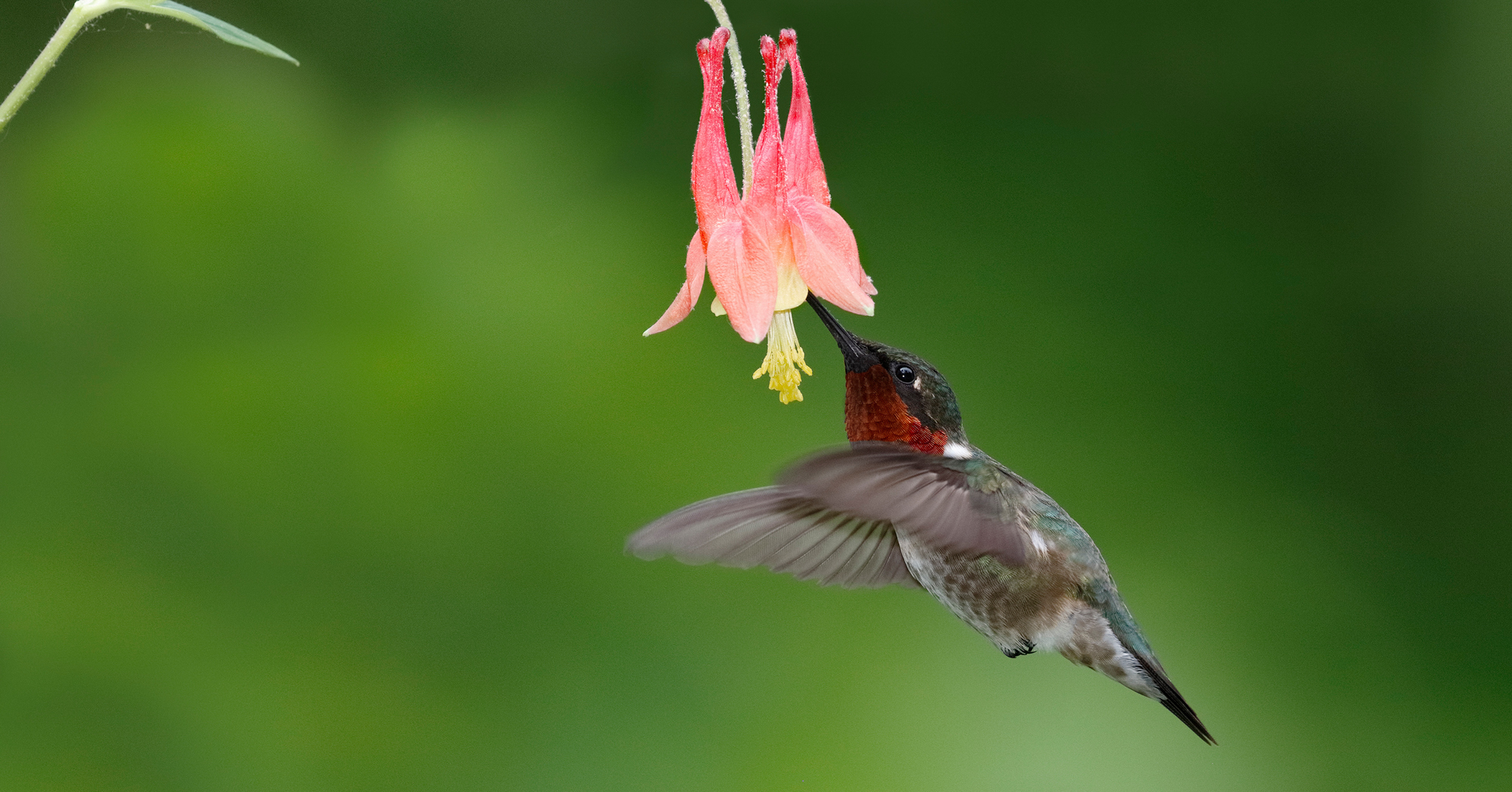 Adobe Stock Brian Lasenby ruby throated hummingbird feeding on wild columbine flower red