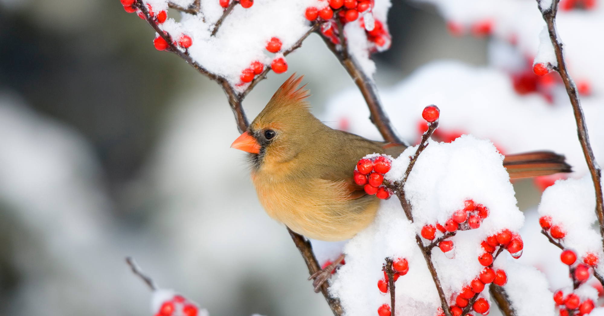 Adobe Stock Canita Delimont female cardinal on winterberry in snow branch bird