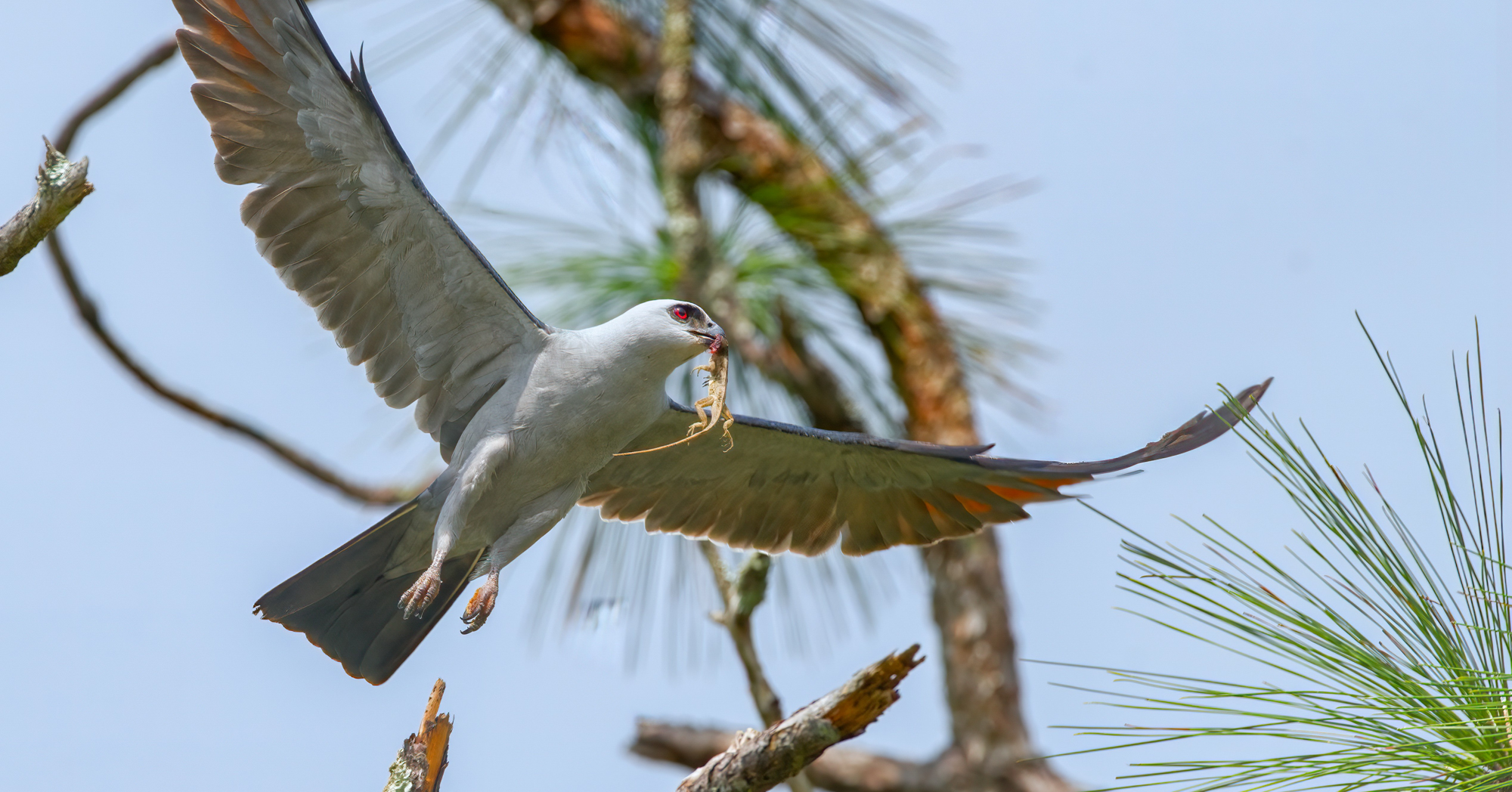 Adobe Stock Chase DAnimulls mississippi kite ictinia mississippiensis flying lizard bird white