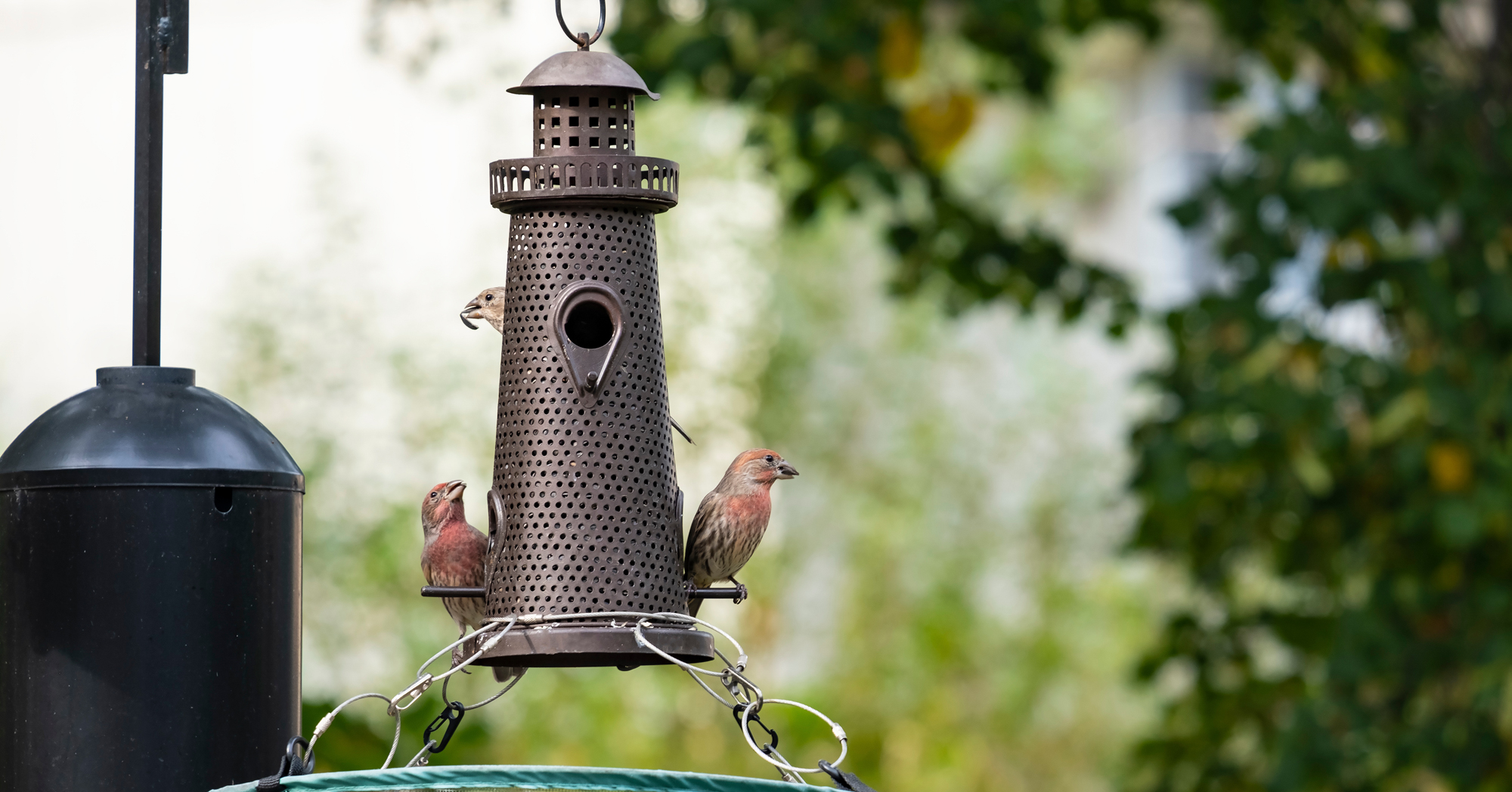 Adobe Stock Chiyacat house finches eating seeds from lighthouse birdfeeder