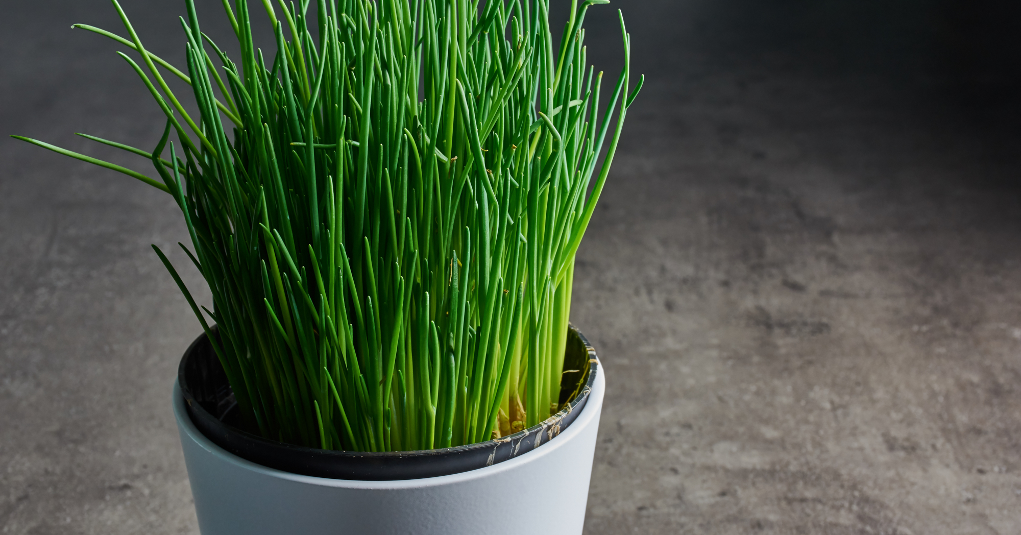 Adobe Stock Claudia Nass chives herbs in white pot