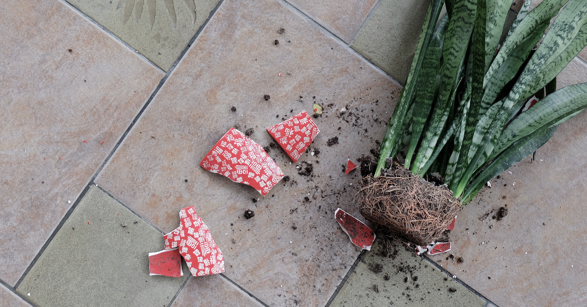 Adobe Stock Cloudy Theater snake plant fallen broken pot soil