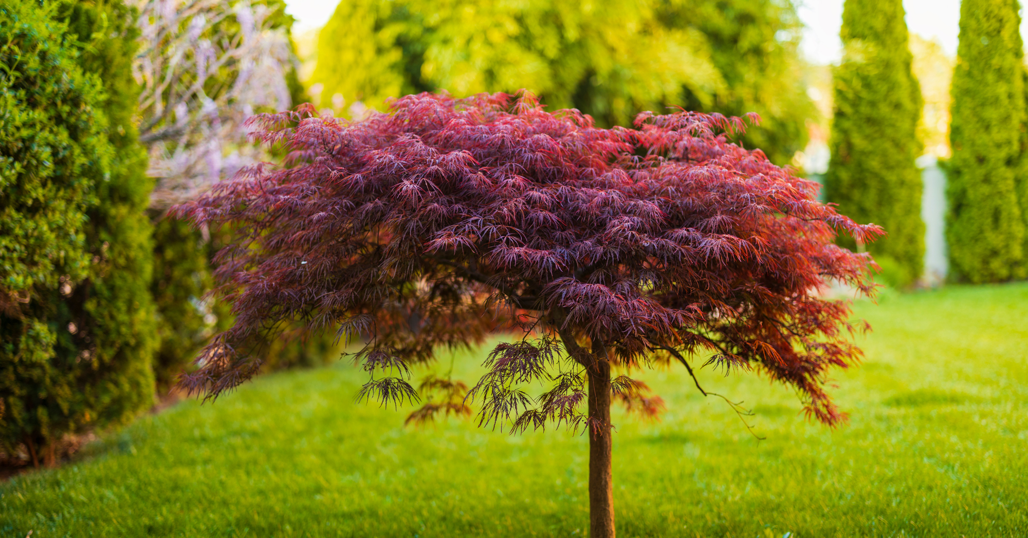 Adobe Stock Czamfir ref foliage leaves weeping laceleaf japanese maple tree